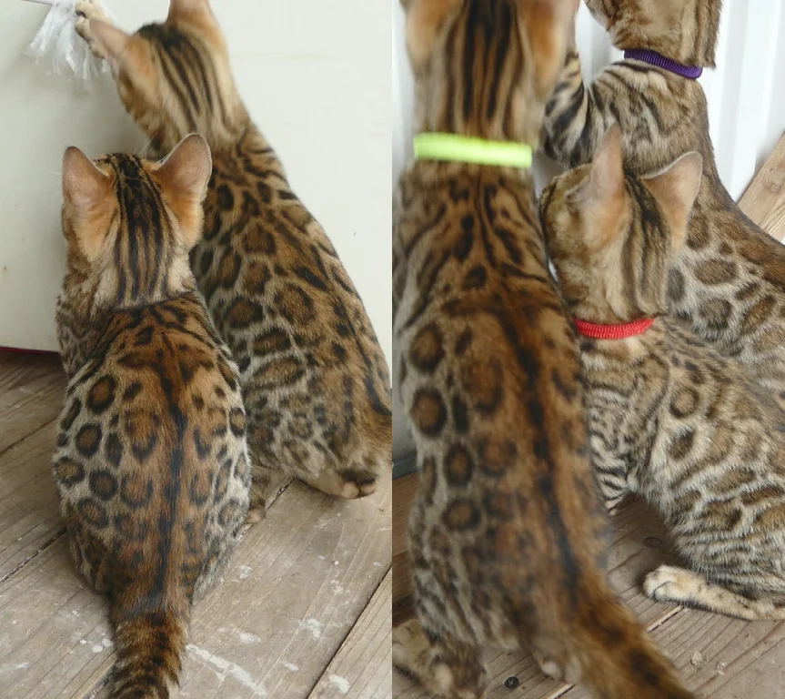 ベンガルの仔猫
