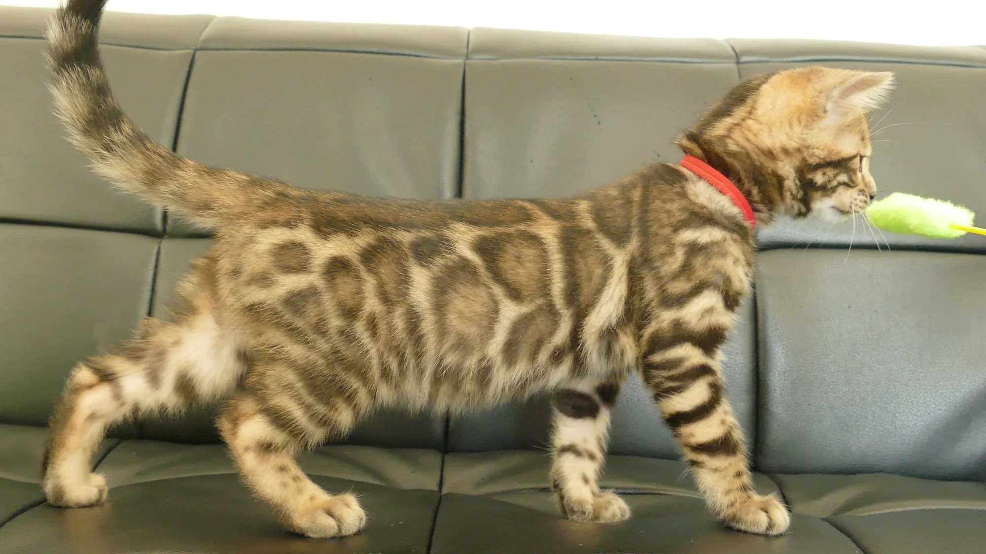 ロゼット柄が美しいベンガル猫