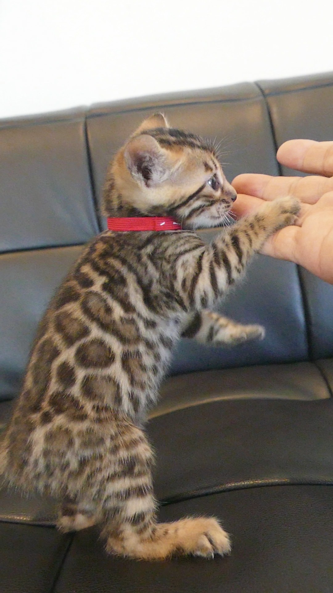 子猫達、すくすく元気に成長中です。の写真（1 / 1）