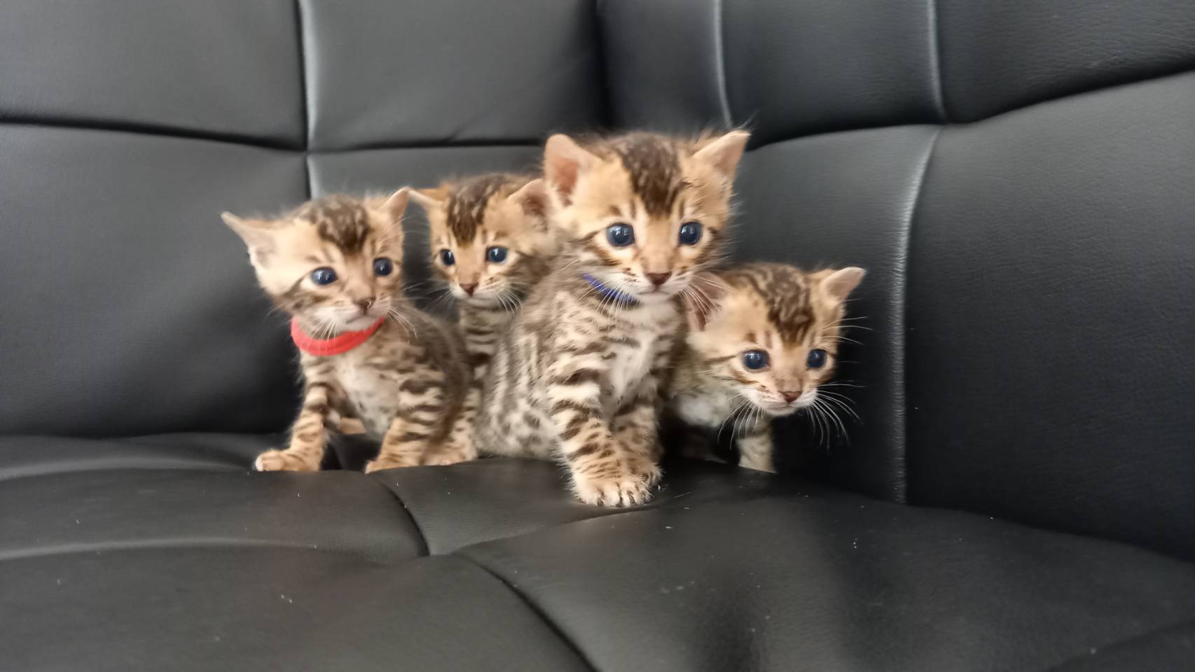 近日、New子猫兄妹掲載開始の写真